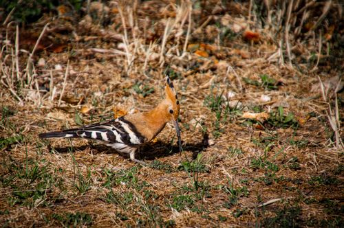 Free Eurasian Hoopoe (Upupa epops) foraging on the ground in Lagos, Portugal. Stock Photo