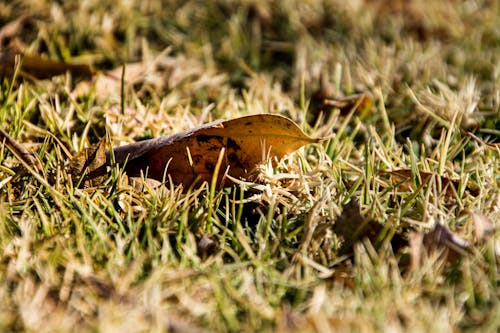 Selektives Fokusfoto Von Trockenem Blatt Auf Gras