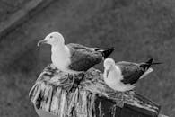 黑白照片捕捉了两只栖息的海鸥，重点展现了它们的羽毛和喙