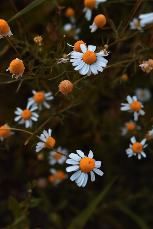 Close-Up Photo of Chamomile