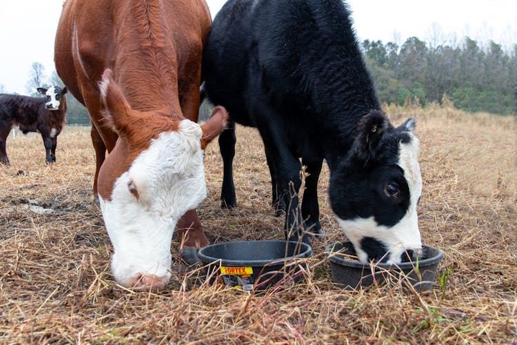 Cows Eating From A Bucket