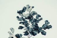 高对比度的艺术图像捕捉了树叶与明亮天空的纹理，展现了大自然的细节