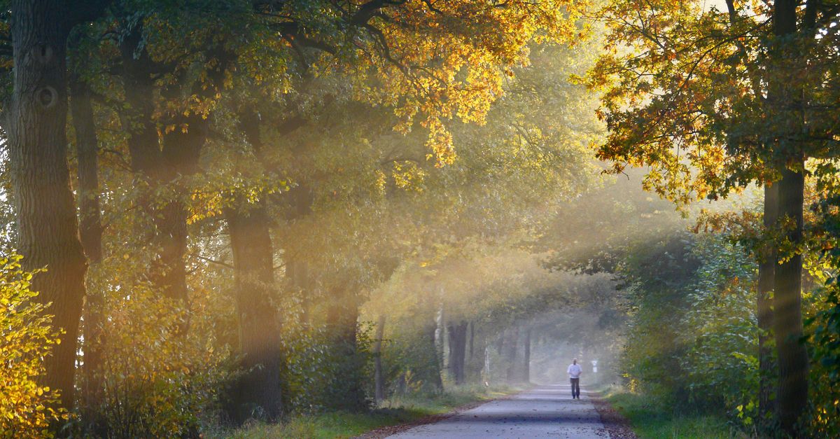 person walking alone on quiet forest path in morning light