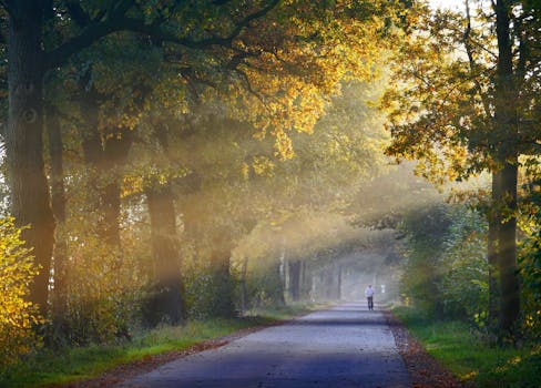 雾蒙蒙的路上，一个人走着，周围是秋树和阳光