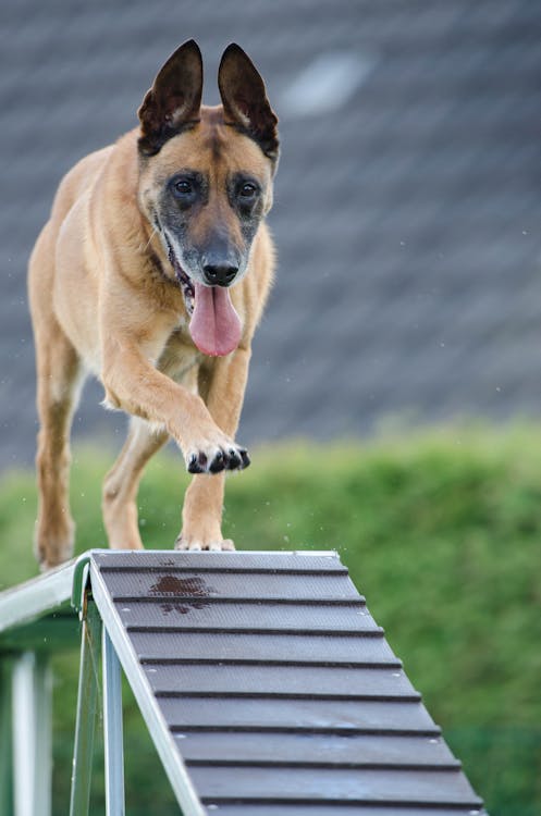 Chien Brun à Poil Court Sur Poutre En Bois