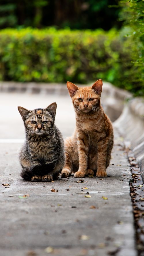 Free Two cats sitting attentively on a paved path surrounded by greenery. Stock Photo