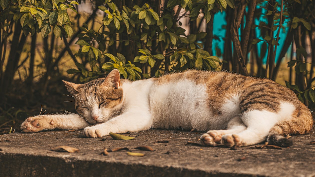 Foto stok gratis alami, anak kucing, bayi