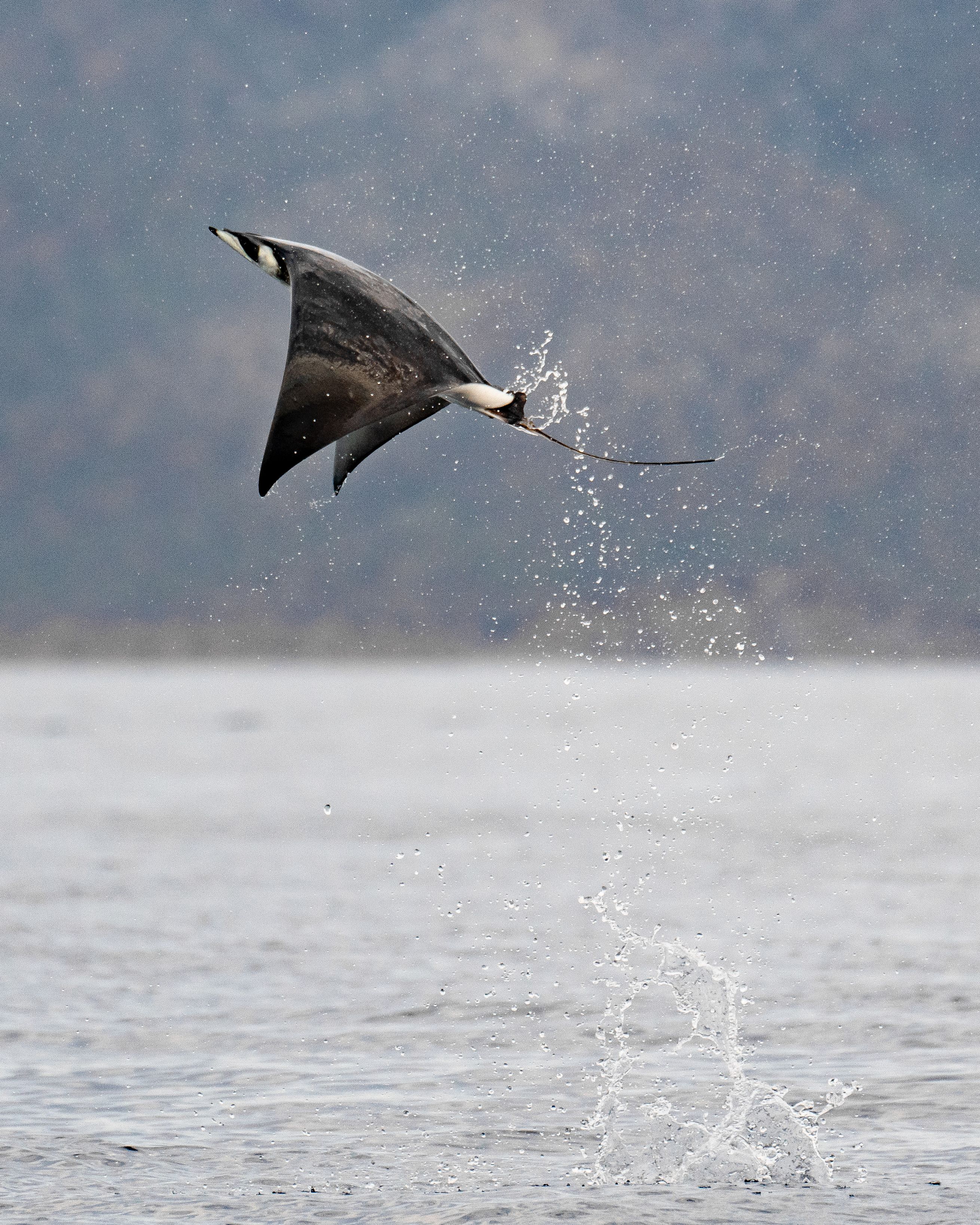 Mobula saltando del Mar de Cortés