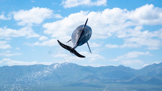 A dolphin gracefully leaps out of the water, showcasing nature's beauty and freedom.