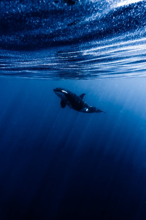 Foto d'estoc gratuïta de blau, fotografia d'animals, mar