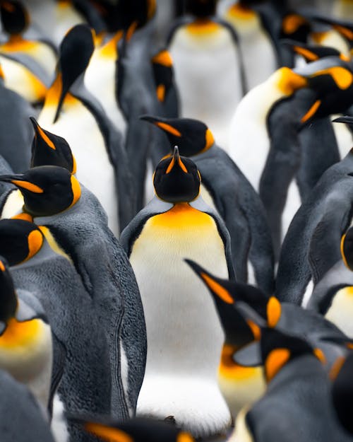 King penguin on Islas Malvinas