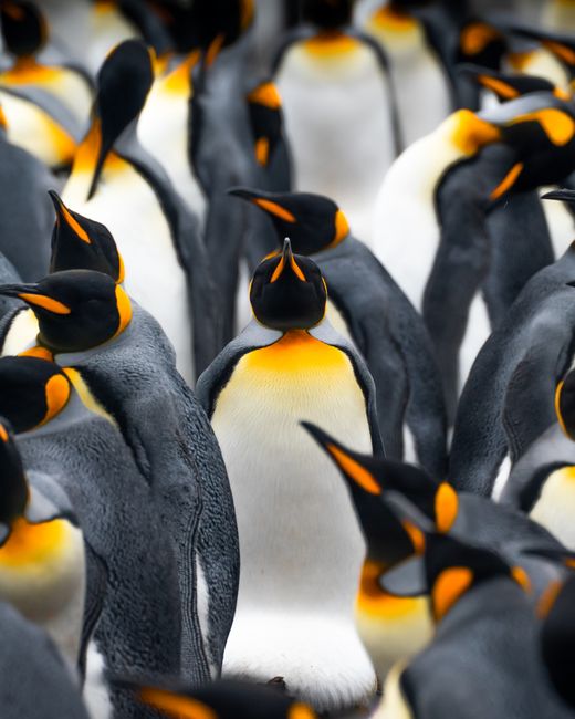 A vibrant colony of King Penguins standing together in their natural habitat.