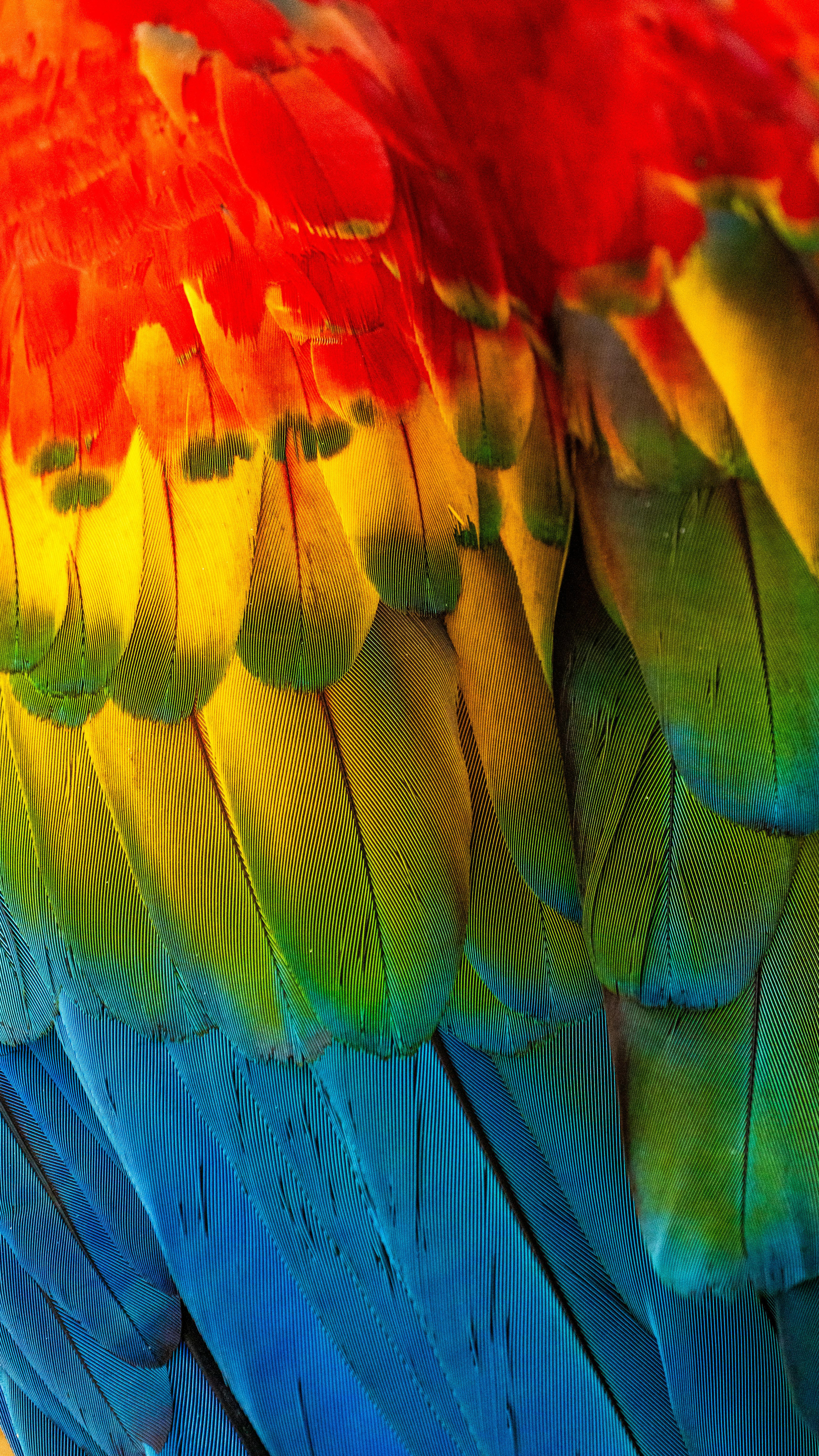 Detailed close-up of a parrot's colorful feathers with vibrant hues.