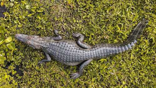 Fotobanka s bezplatnými fotkami na tému divočina, klamanie, krokodíl