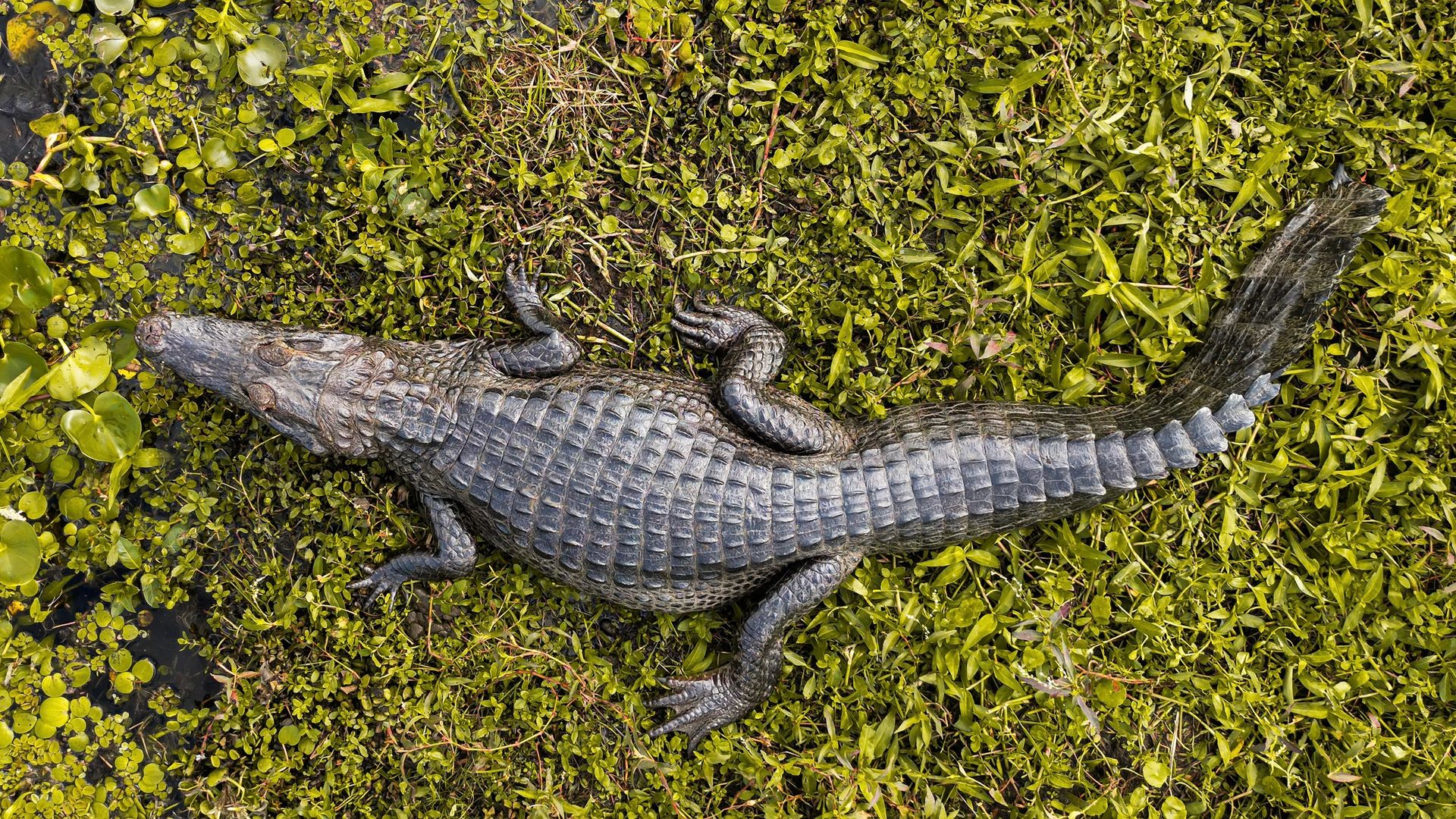 Crocodile Lying on the Grass