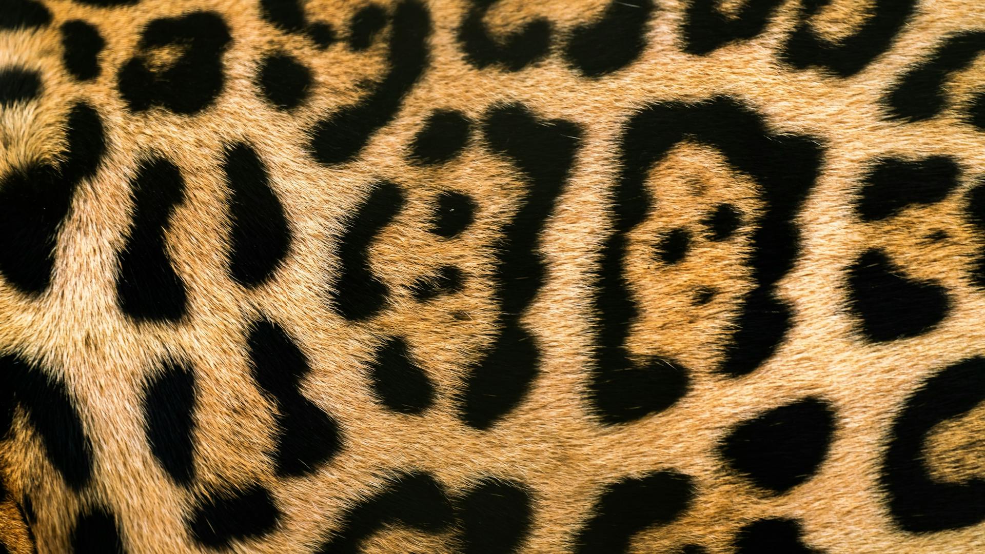 Close-Up of a Leopard Print