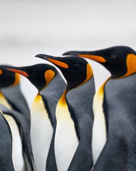 A group of King Penguins (Aptenodytes patagonicus) standing together in their natural habitat.