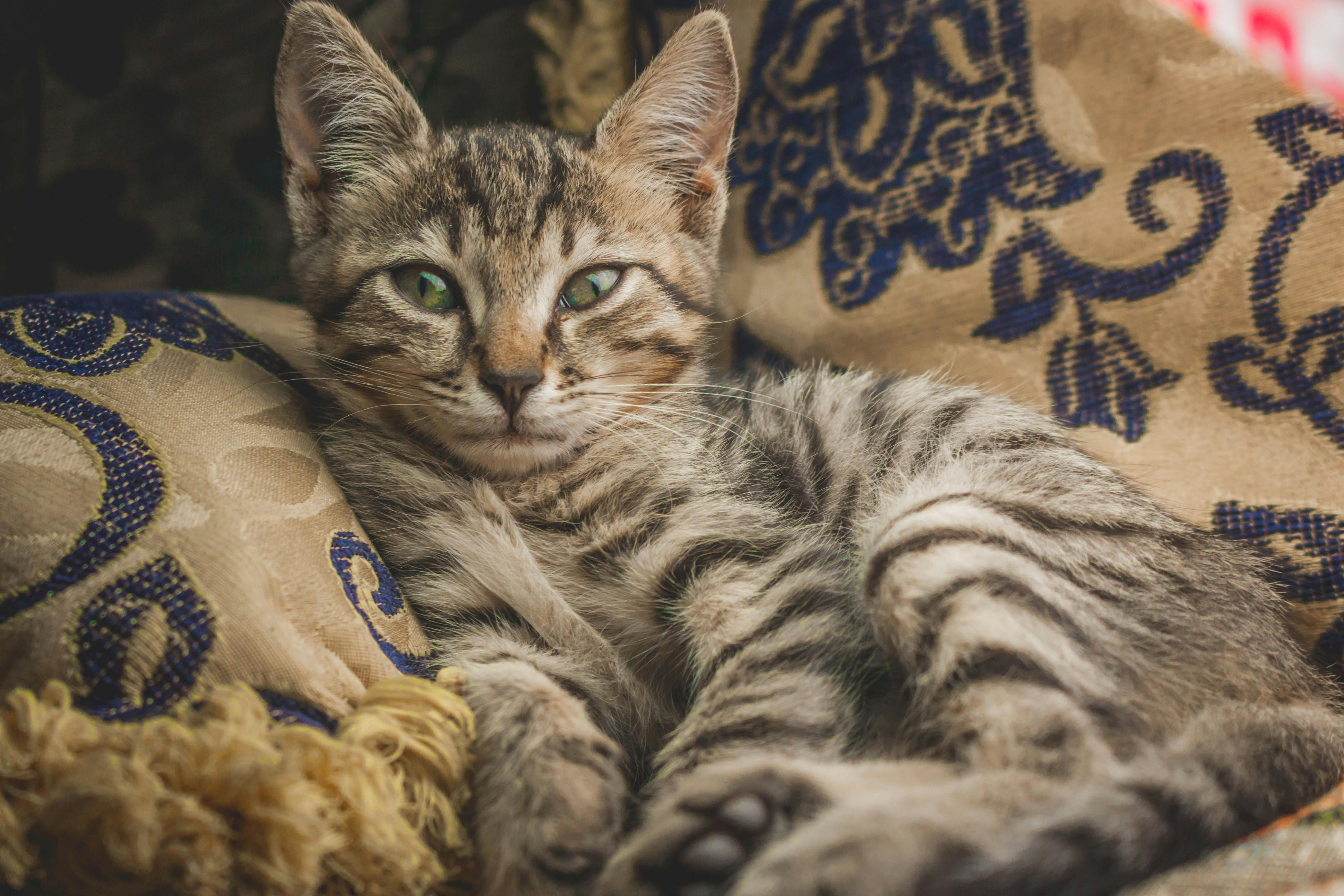 Tabby Cat · Free Stock Photo