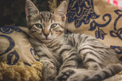 бесплатная Полосатый кот Стоковое фото