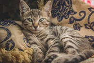 一只迷人的虎斑猫在室内装饰枕头上放松，展现出舒适的家庭氛围