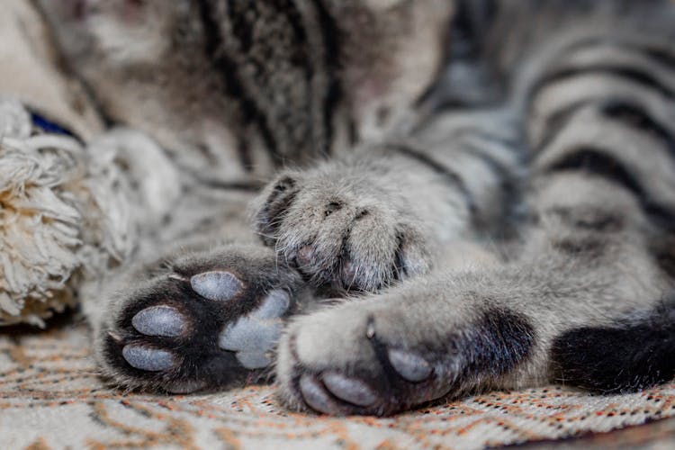 Close-Up Photo Of Cat's Paws