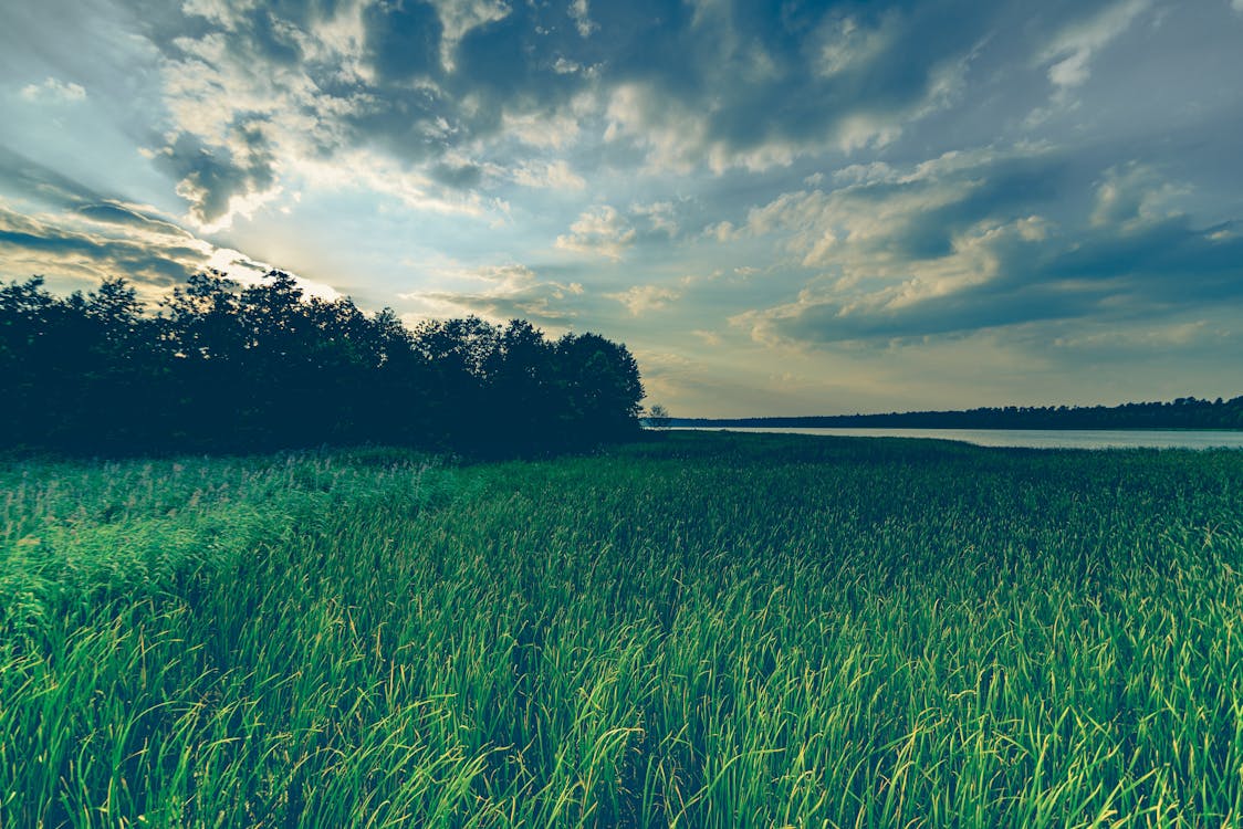 Green Grasses during Sunset