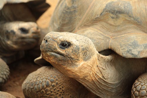 Gratis Immagine gratuita di animale, avvicinamento, guscio di tartaruga Foto a disposizione