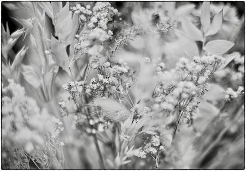 Free stock photo of black and white, bokeh, flowers