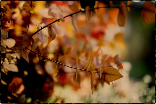 Free stock photo of bokeh, flowers, paris