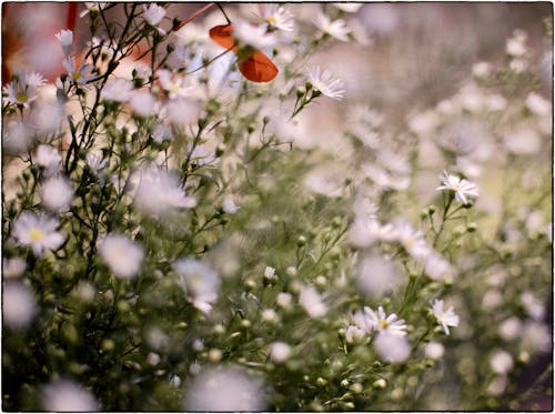 Free stock photo of bokeh, flowers, paris