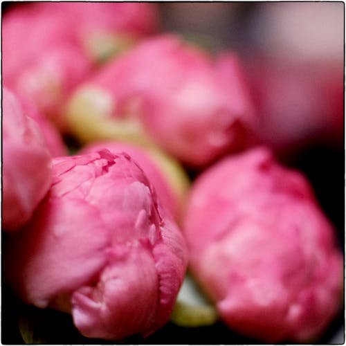 Free stock photo of bokeh, fujifilm, pink flowers