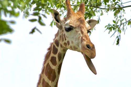 Kostenlos Kostenloses Stock Foto zu giraffe, giraffen, tier Stock-Foto
