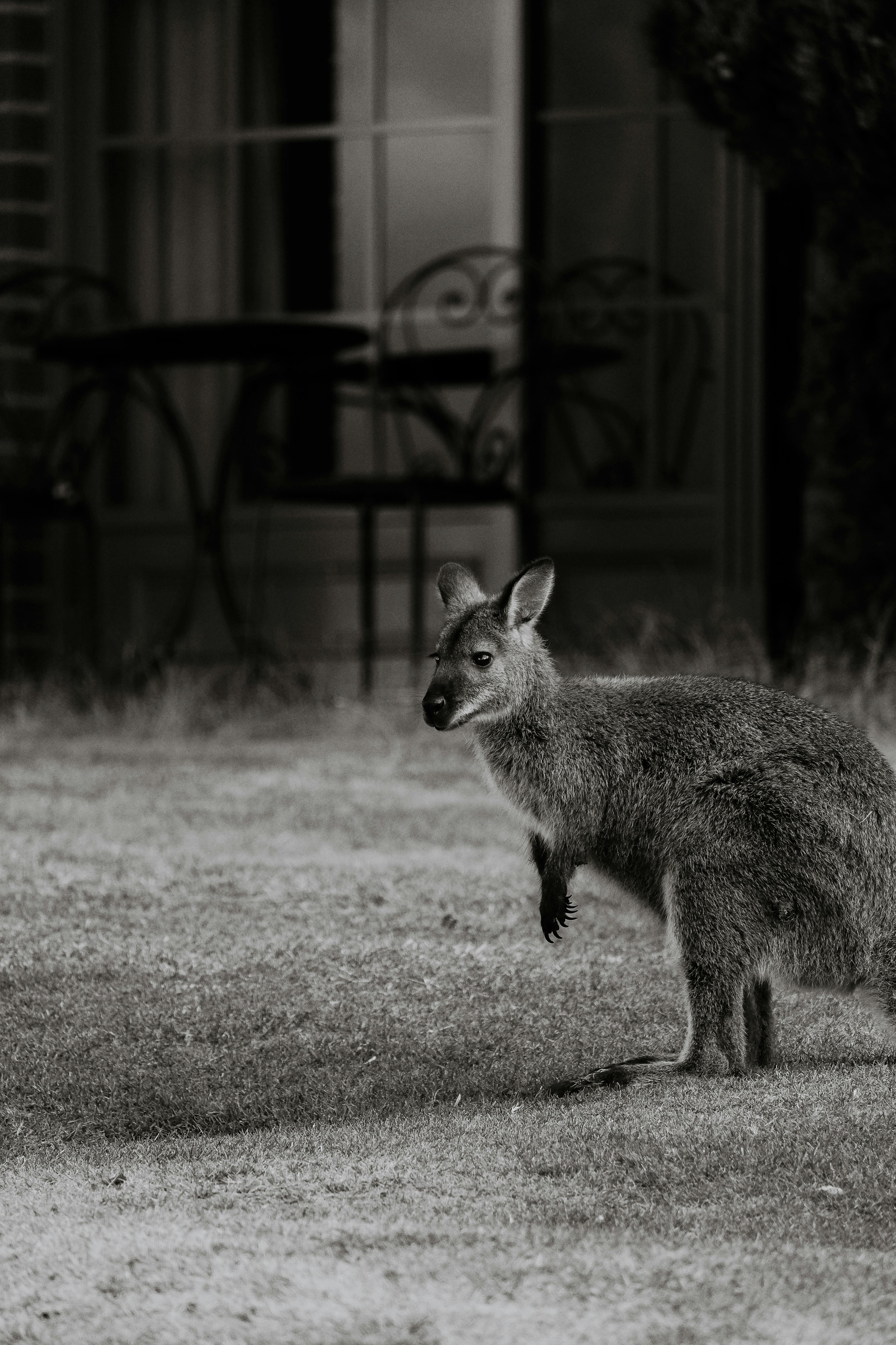 A kangaroo stands in a grassy area in Launceston, Australia, captured in black and white.