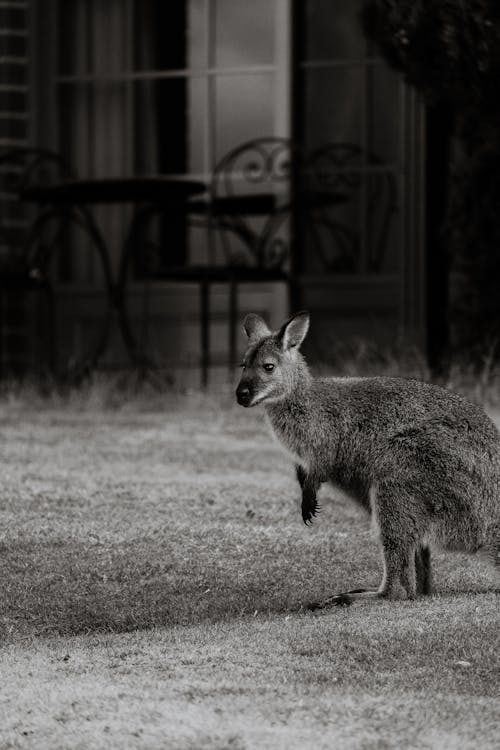 アニマルラバー, オーストラリア人, かわいらしいの無料の写真素材