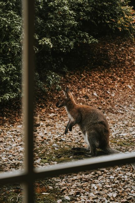 A kangaroo stands alert in a pebbled autumn setting in Launceston, Tasmania, Australia.