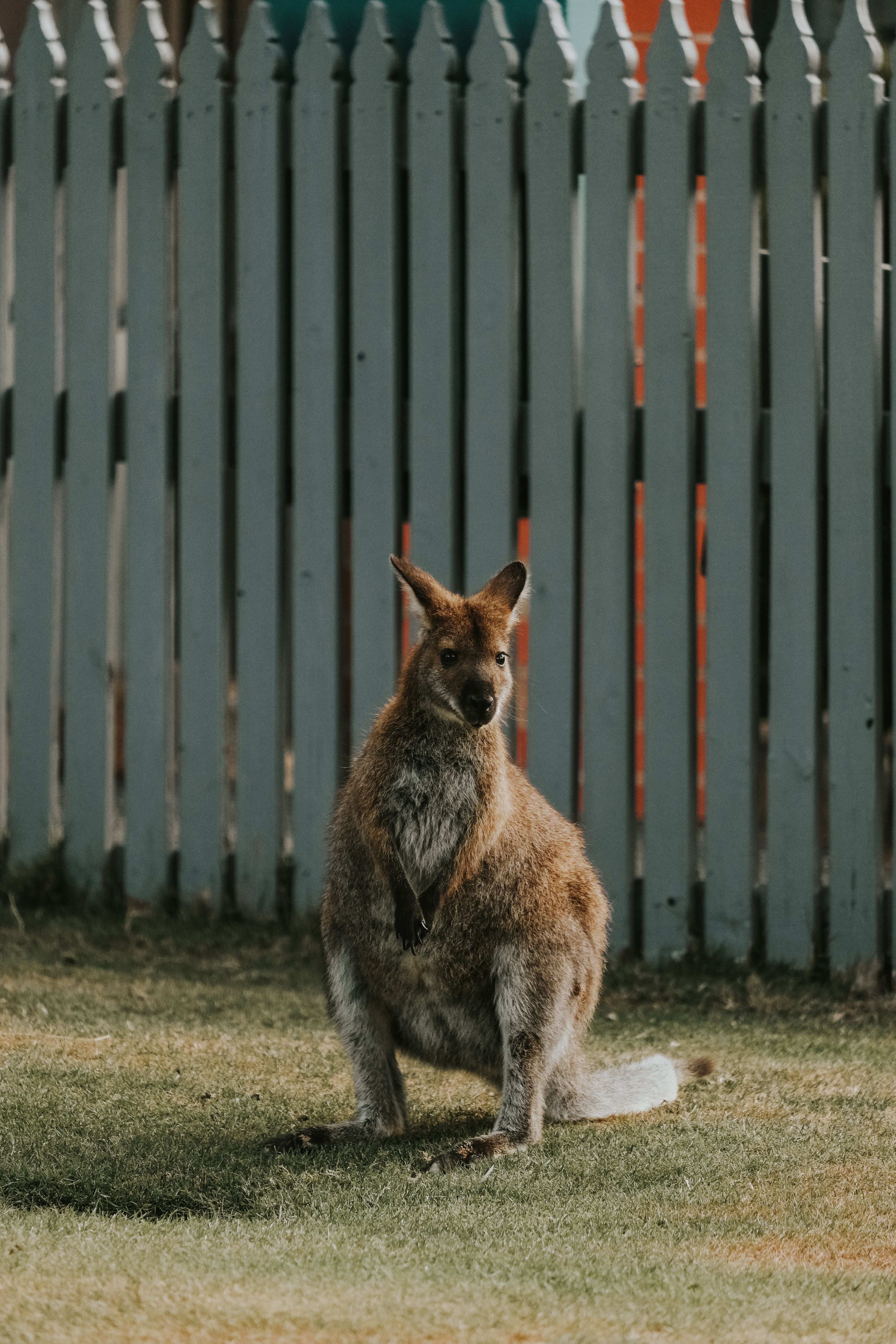 Australian garden with kangaroo near a white fence