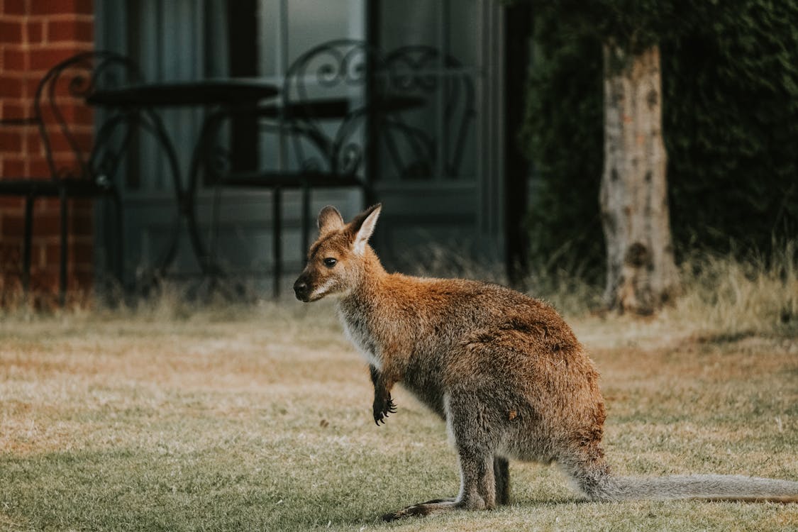 Foto d'estoc gratuïta de a l'aire lliure, adorable, amant dels animals