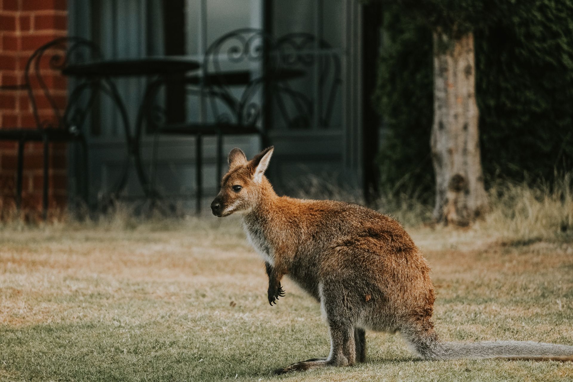 Kangaroo Joey on Grass