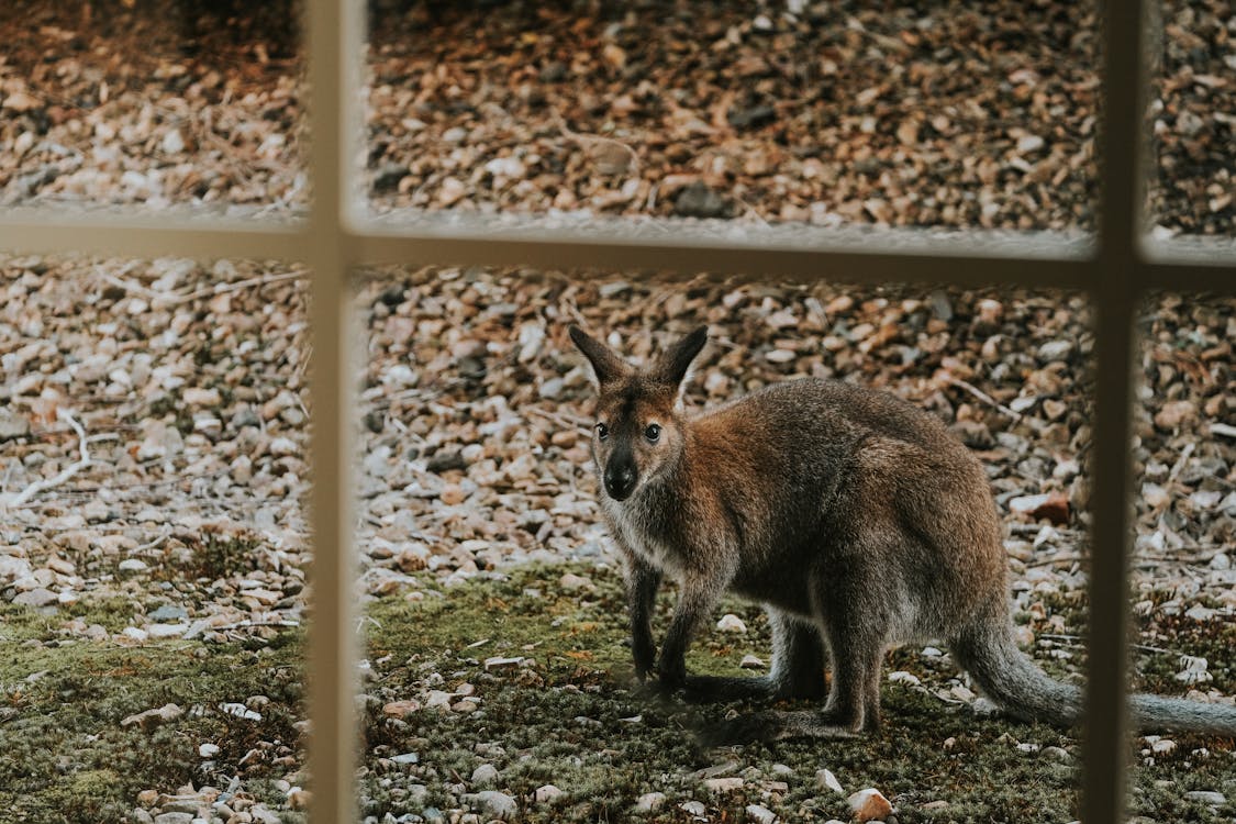 Darmowe zdjęcie z galerii z australijski, chroń naszą planetę, dobrobyt