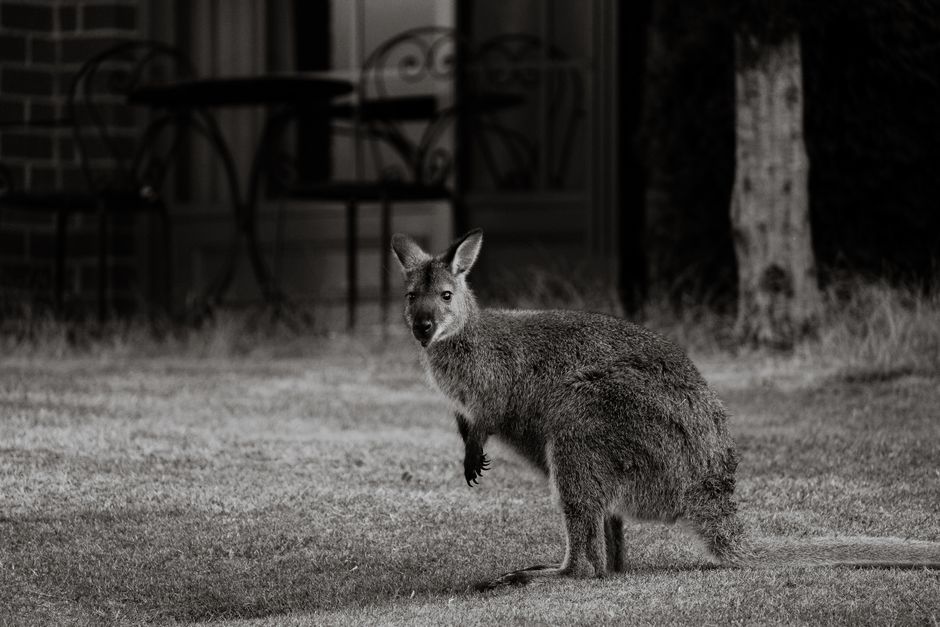 Black and white photo of a kangaroo in a grassy field in Launceston, Australia.