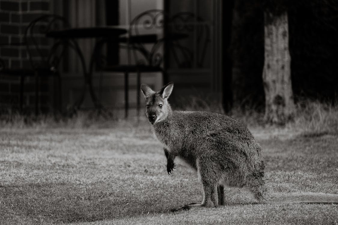 Foto d'estoc gratuïta de adorable, amant dels animals, animal