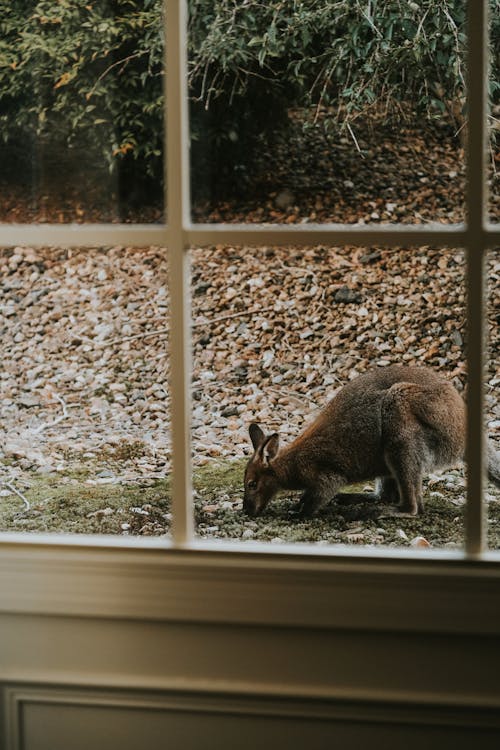 Foto d'estoc gratuïta de a l'aire lliure, adorable, amant dels animals