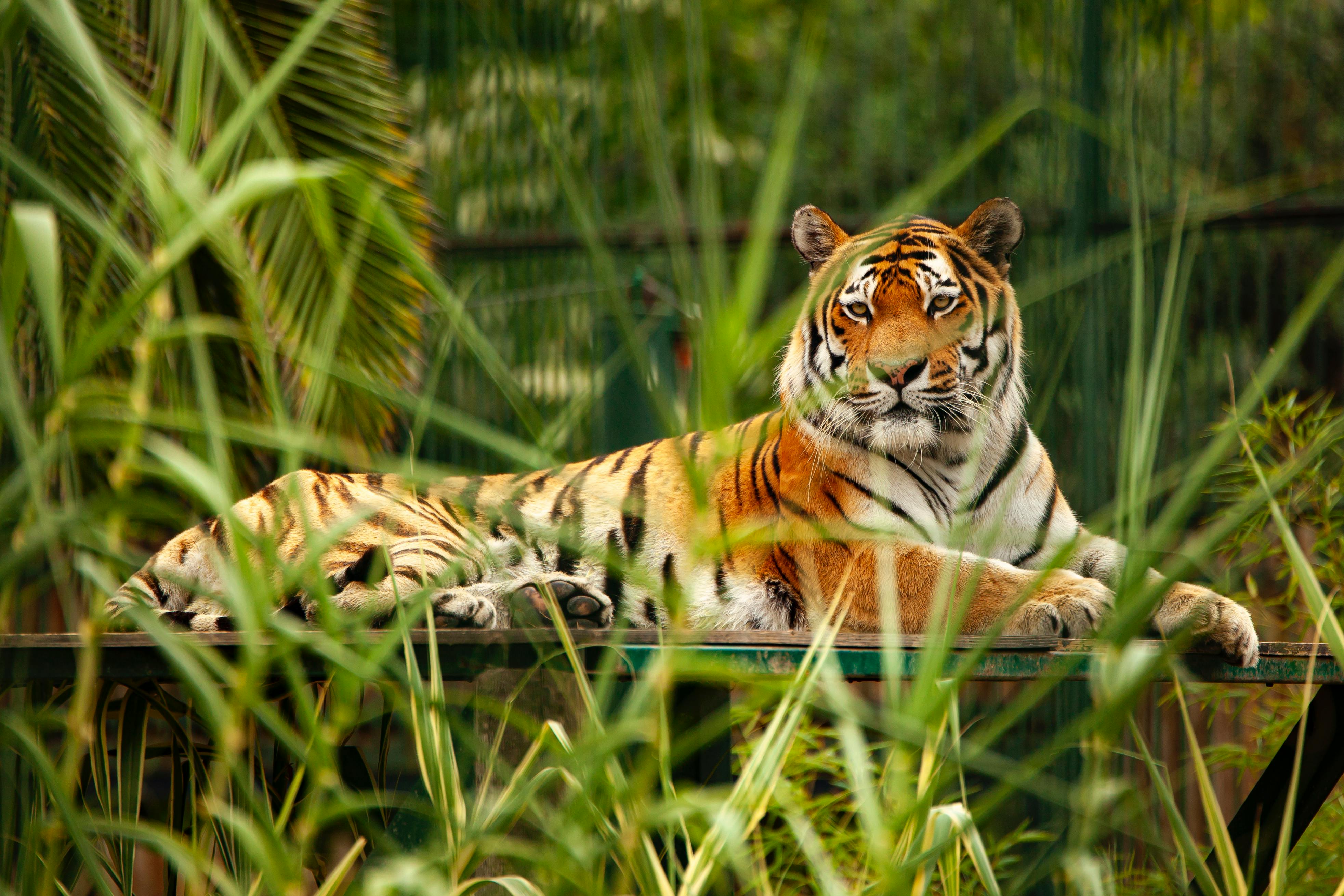 A majestic tiger resting on a platform surrounded by lush greenery in a zoo setting.