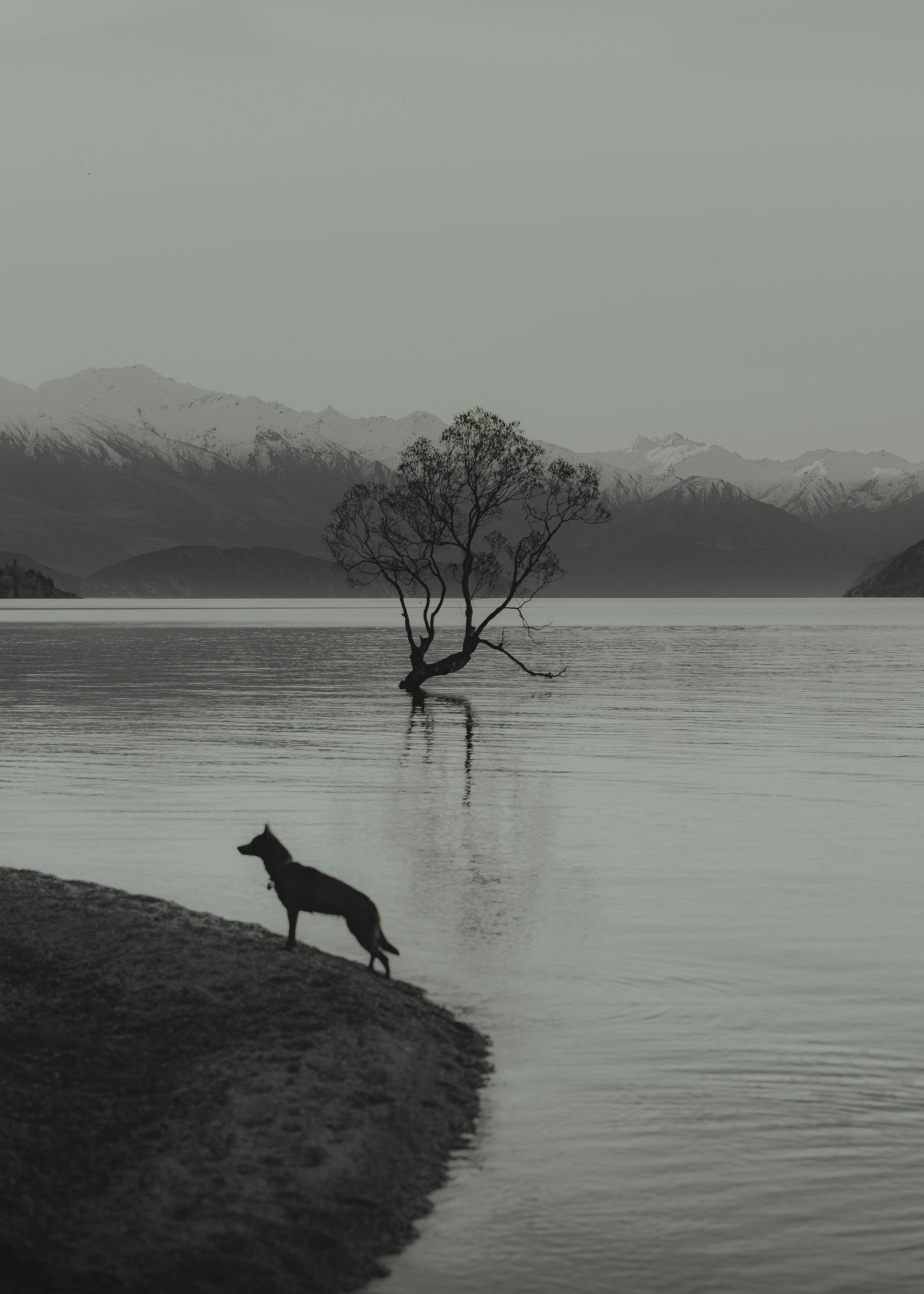 silhouette of a dog standing by the body of water