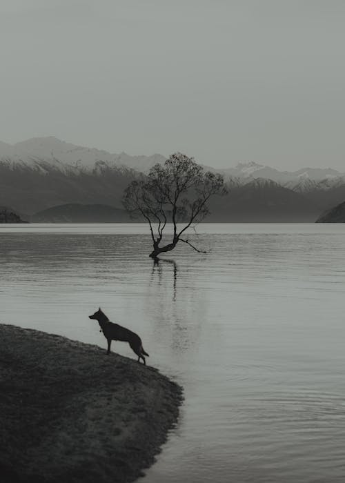 คลังภาพถ่ายฟรี ของ wanaka, กวาง, การสะท้อน