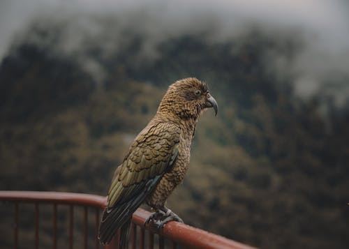 Kea Ptak. (Kea Jest Gatunkiem Chronionym, Zamieszkującym Lasy I Obszary Górskie Na Wyspie Południowej, Od Golden Bay Po Fiordland W Nowej Zelandii.)