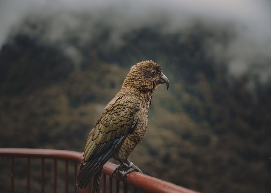 The Allure of New Zealand's Avian Wonders The Allure of New Zealand's Avian Wonders