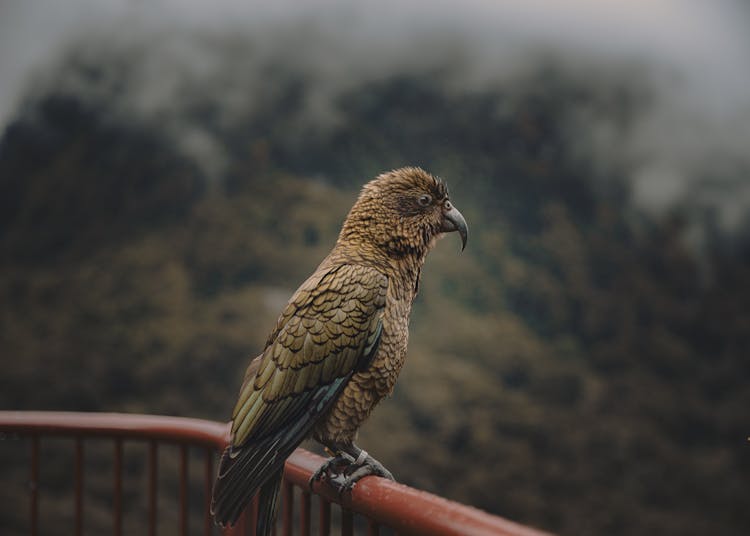 Nestor Parrot In Nature