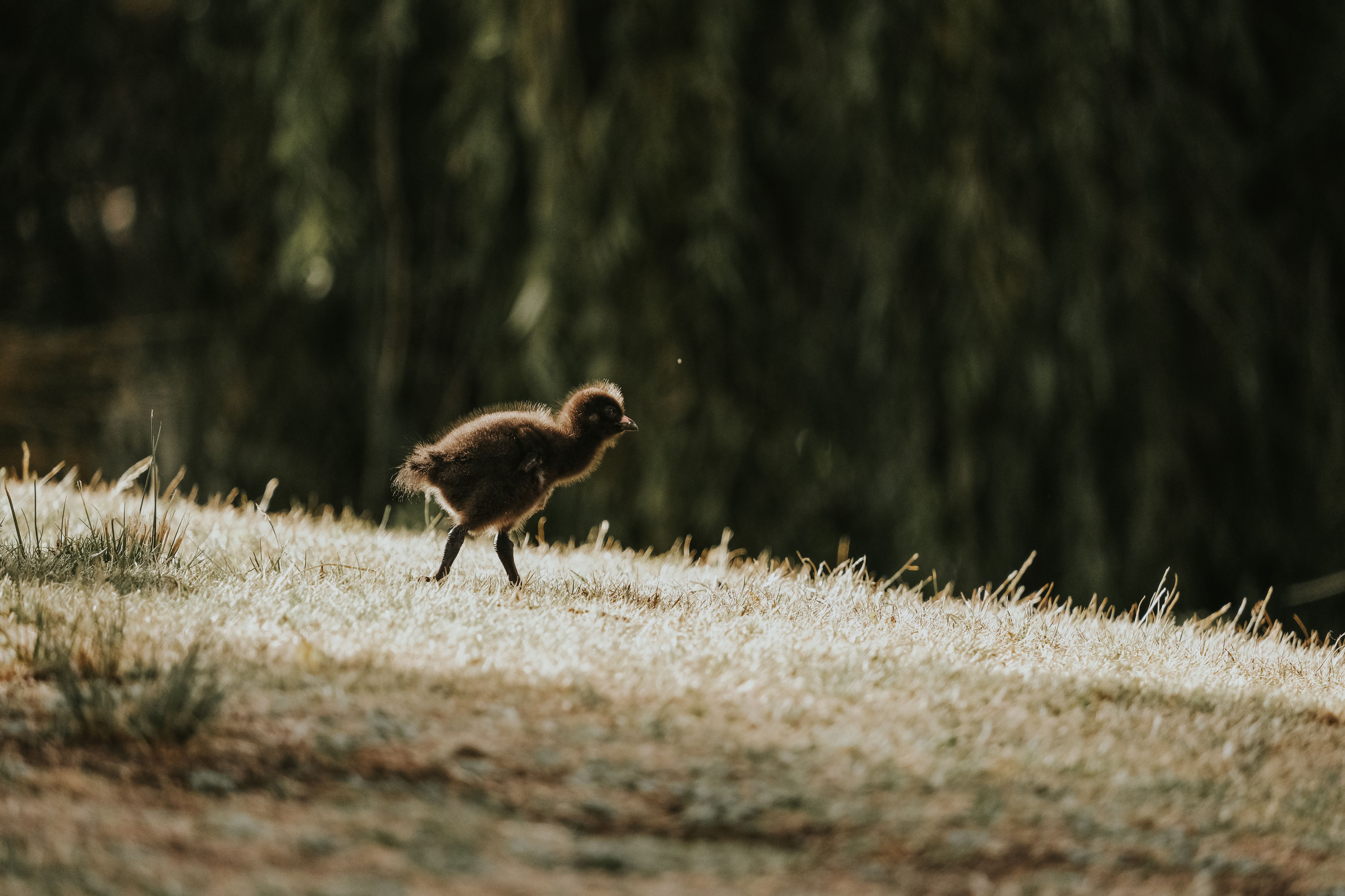 A Chick Walking on the Grass · Free Stock Photo