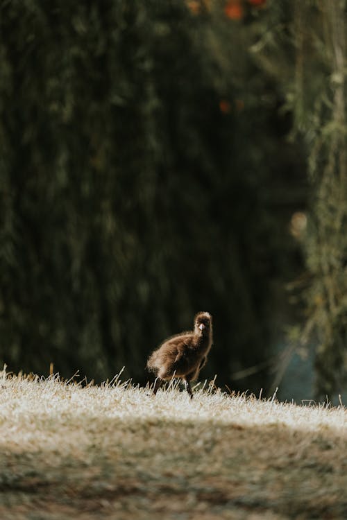 Δωρεάν στοκ φωτογραφιών με birdy, άγρια φύση, άγριος